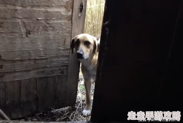 狗日女人b，真是让人震惊的事件，希望能引起更多人的关注与反思